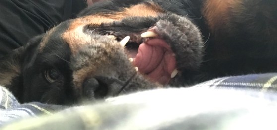 “What big teeth you have!” “The better to eat you with, my dear...” (A lovable Rottweiler happily showing her big teeth.)