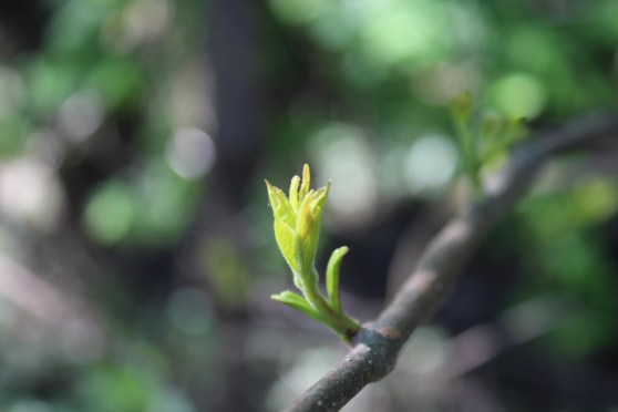 bud on a tree