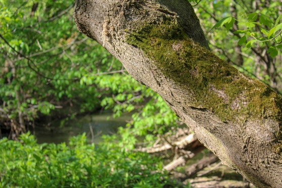 mossy tree trunk in front of a river