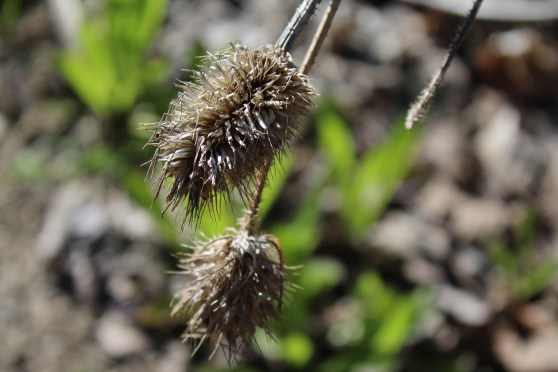 a bruised reed he will not break