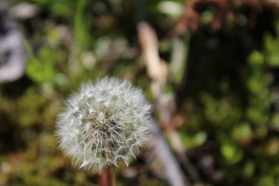 dandelion puff-ball