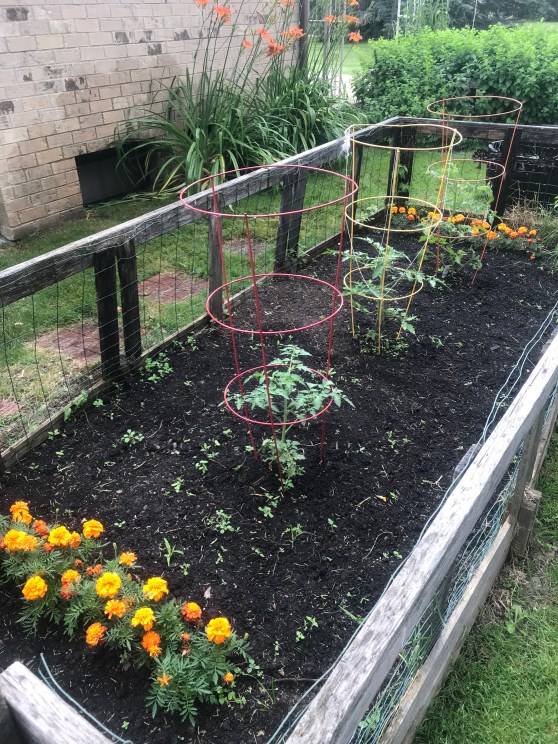 Tomato garden planted