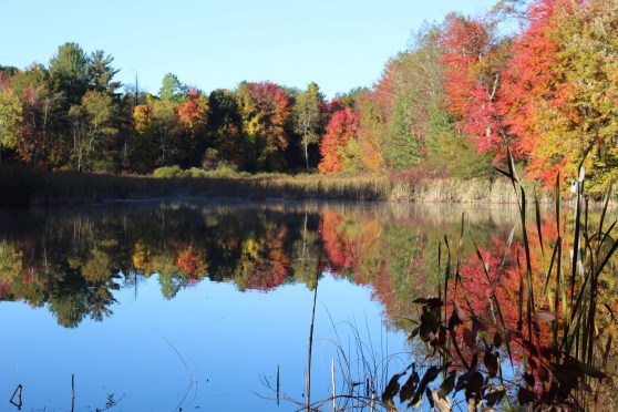 Blue lake in a marsh surrounded by fall trees and a brilliant blue sky, which are reflected in the lake. 
