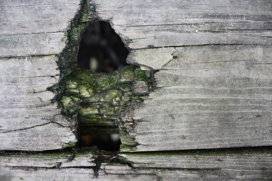 A hole in a boardwalk with a mossy branch underneath. 