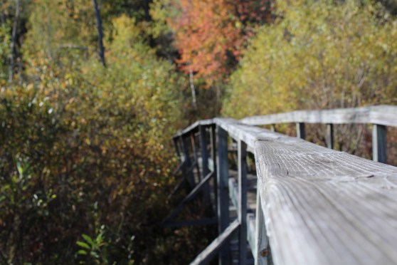 A boardwalk through a marsh and into a fall forest. 